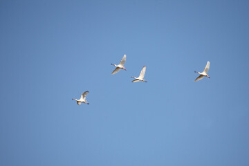 Fototapeta premium Afrikanischer Löffler oder Rotgesichtlöffler / African spoonbill / Platalea alba.