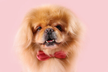 Cute dog with bow tie on pink background