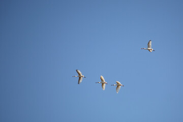 Afrikanischer Löffler oder Rotgesichtlöffler / African spoonbill / Platalea alba.