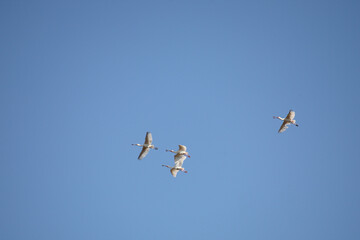 Afrikanischer Löffler oder Rotgesichtlöffler / African spoonbill / Platalea alba.
