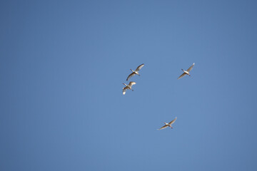 Afrikanischer Löffler oder Rotgesichtlöffler / African spoonbill / Platalea alba.