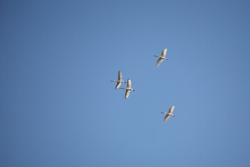 Fototapeta premium Afrikanischer Löffler oder Rotgesichtlöffler / African spoonbill / Platalea alba.