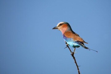 Fototapeta premium Gabelracke / Lilac-breasted roller / Coracias caudata