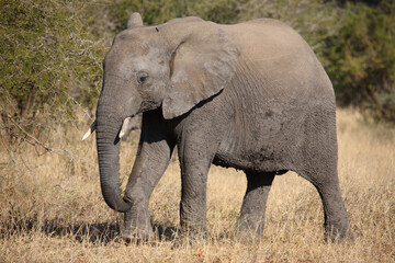Afrikanischer Elefant / African elephant / Loxodonta africana