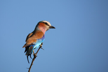 Gabelracke / Lilac-breasted roller / Coracias caudata