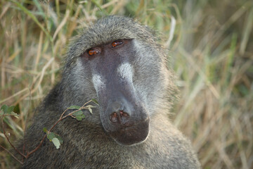 Bärenpavian / Chacma baboon / Papio ursinus..