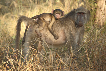 Bärenpavian / Chacma baboon / Papio ursinus