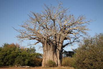 Fototapeta na wymiar Affenbrotbaum / Baobab / Adansonia digitata