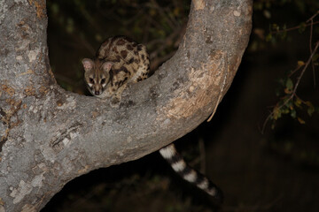 Südliche Großfleck-Ginsterkatze / South African large-spotted genet / Genetta tigrina..