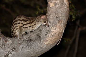 Südliche Großfleck-Ginsterkatze / South African large-spotted genet / Genetta tigrina.