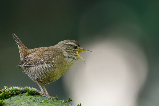 wren on a mossy stone singing with wide open beak
