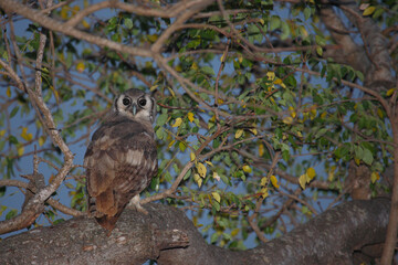 Milchuhu / Verreaux's eagle-owl  / Bubo lacteus.