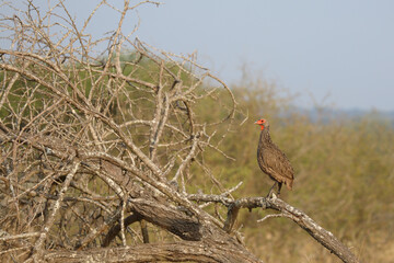 Swainsonfrankolin / Swainson's francolin or Swainson's spurfowl / Francolinus swainsonii.