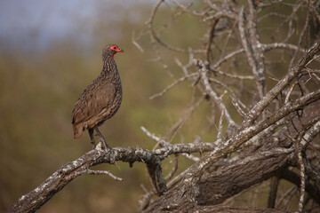 Swainsonfrankolin / Swainson's francolin or Swainson's spurfowl / Francolinus swainsonii.