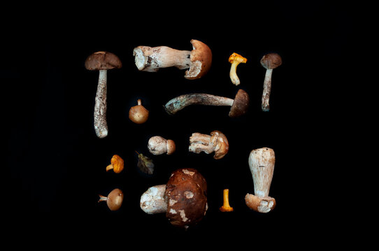 Layout of edible forest mushrooms freshly picked in the taiga. They are laid out in two horizontal rows, together with the natural objects of the fauna of their growth. On a black matte backing.