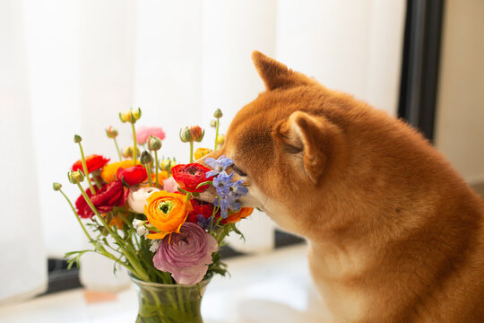 Cute red shiba inu dog is sniffling a bouquet of bright ranunculus flowers