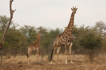 Giraffe / Giraffe / Giraffa camelopardalis