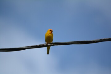 Yellow Bird in Blue Skies