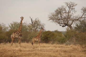 Giraffe / Giraffe / Giraffa camelopardalis