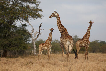 Giraffe / Giraffe / Giraffa camelopardalis