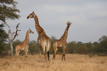 Giraffe / Giraffe / Giraffa camelopardalis