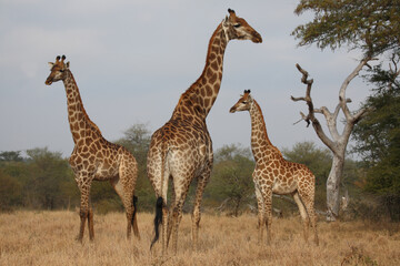 Giraffe / Giraffe / Giraffa camelopardalis