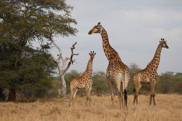 Giraffe / Giraffe / Giraffa camelopardalis