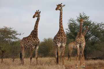 Giraffe / Giraffe / Giraffa camelopardalis