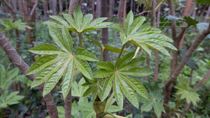 Leaves of Japanese Aralia (Yatsude). Close up of the leaves on a Japonica Spider Web plant. Fatsia Japonica