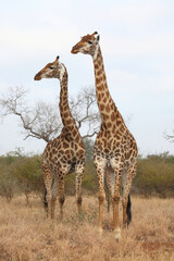 Giraffe / Giraffe / Giraffa camelopardalis