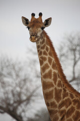 Giraffe / Giraffe / Giraffa camelopardalis