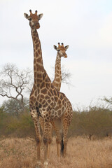 Giraffe / Giraffe / Giraffa camelopardalis
