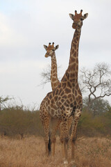 Giraffe / Giraffe / Giraffa camelopardalis