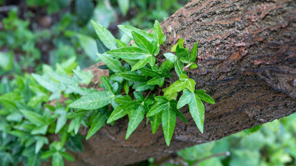 Green shoots growing on a tree bark