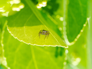 Araña saltarina