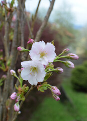 flowering Japanese ornamental cherry tree Amanogawa