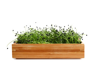 Wooden box with fresh micro green on white background