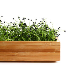 Wooden box with fresh micro green on white background, closeup