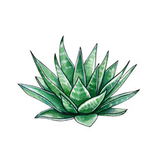 Succulents isolated on white background. Watercolor hand drawn illustration of green cacti. For cards and invitations in eco style.