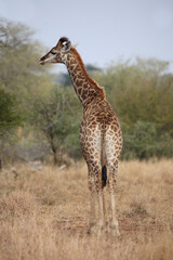 Giraffe / Giraffe / Giraffa camelopardalis