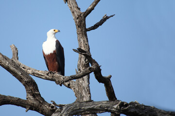 Afrikanischer Schreiseeadler / African fish-eagle / Haliaeetus vocifer.