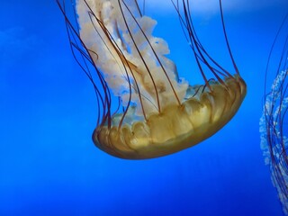 Jellyfish_10252020_01