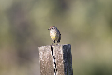 Palm Warbler on a Fence Post