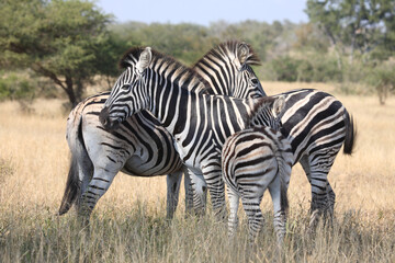 Steppenzebra / Burchell's zebra / Equus quagga burchellii.