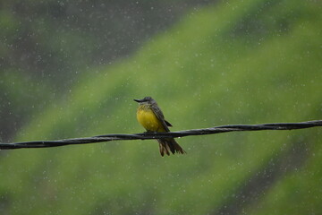 Raindrops on a Yellow-Brown Feathered Friend