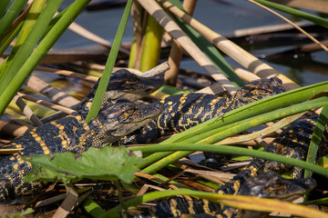 A Couple of Baby Alligators Huddled Close Together