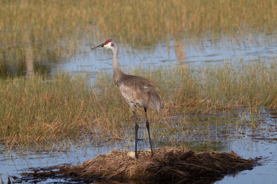 A Sandhill Crane Standing over Two Eggs