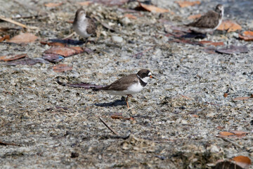 A Semi-palmated Plover standing on the shoreline