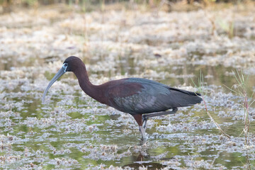 A Glossy Ibis Standing in the Water