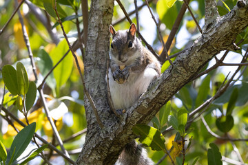 A squirrel sitting in a tree and eating a peanut